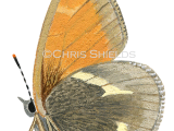 Large Heath (Coenonympha tullia scotica) L0104
