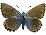 Adonis Blue female (Polyommatus bellargus) L012