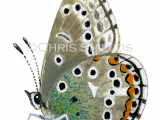 Adonis) Blue male (Polyommatus bellargus) L014