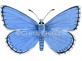 Adonis Blue male (Polyommatus bellargus) L015