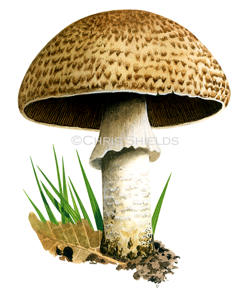 Agaricus augustus (The Prince) FU0278