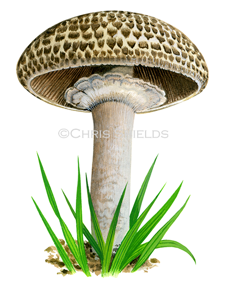 Agaricus bohusii FU0283