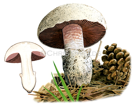 Agaricus gennadii FU0292