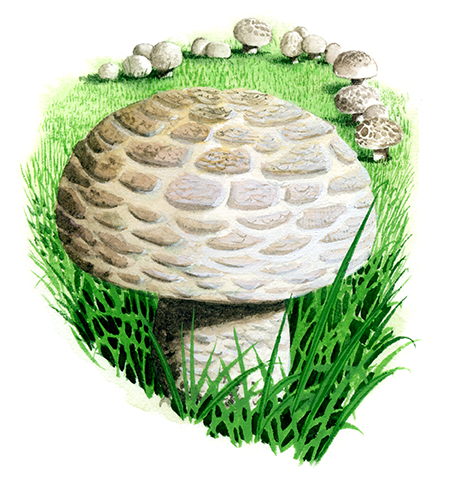 Agaricus litoralis FU0296