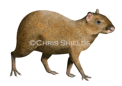 Agouti (Dasyprocta punctata) M0010