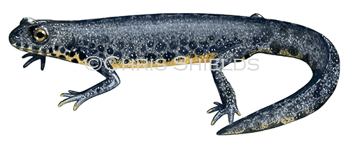 Alpine Newt (Ichthyosaura alpestris) RA183