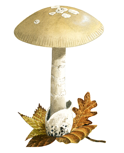 Amanita lividopallescens (Pale Grisette) FU063