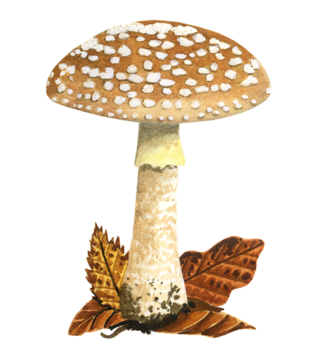 Amanita rubescens var. annulosulphurea (Blusher) FU078