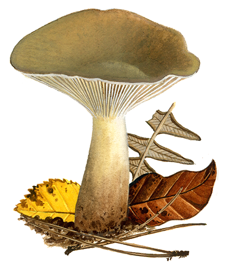 Ampulloclitocybe clavipes (Club Foot) FU0309