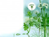 Aquatic Plants - Fools watercress, Lesser water-parsnip, Greater water parsnip, BT097