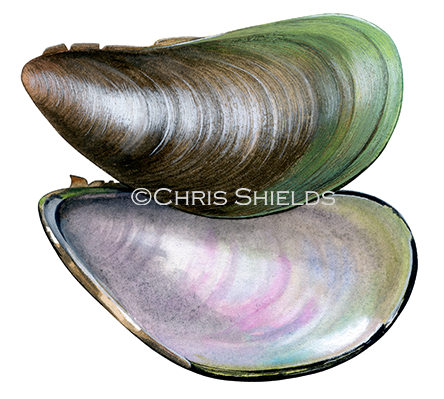 Asian Green Mussel (Perna viridis) OS0042