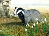 Badger (Meles meles) M002