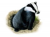 Badger (Meles meles) M004