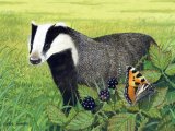 Badger (Meles meles) M006