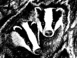 Badgers (Meles meles) M009