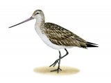 Bar-tailed Godwit (Limosa lapponica) BD0246