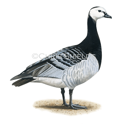 Barnicle goose (Branta leucopsis) BD0612