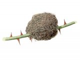 IH050 - Bedeguar Gall (Diplolepis rosae)