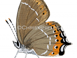 Black Hairstreak (Strymonidia pruni) L011