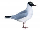 Black-headed gull (Chroicocephalus ridibundus) BD0252