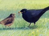 Blackbird male & chick (Turdus merula) BD0261