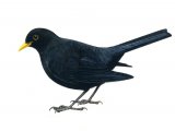 Blackbird male (Turdus merula) BD0259