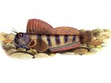 F017 - Blenny (Aidablennius sphinx) F001