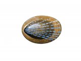 Blue-rayed Limpet Helcion pellucidum OS001