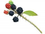 Bramble (Rubus fruticosus) BT0174