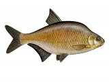 F033 - Bream (Bronze) Abramis brama