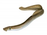 F036 - Brook Lamprey (Lampetra planeri)