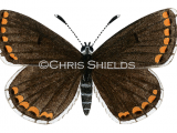 Brown Argus female (Aricia agestis) L0035