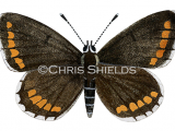 Brown Argus male (Aricia agestis) L0043