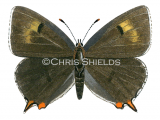 Brown Hairstreak female (Thecla betulae) L0044