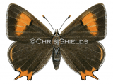 Brown Hairstreak male  (Thecla betulae) L0045