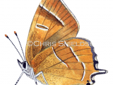 Brown Hairstreak (male)  Thecla betulae IN003