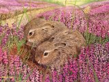 Brown Hare Leverit (Lepus europaeus) M005