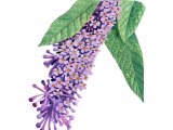 Butterfly Bush (Buddleia davidii) BT0178