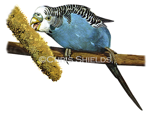 Budgerigar (Melopsittacus undulatus) BD0020