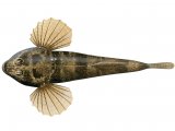 F100 - Bullhead (Cottus gobio)