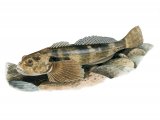 F099 - Bullhead (Cottus gobio)