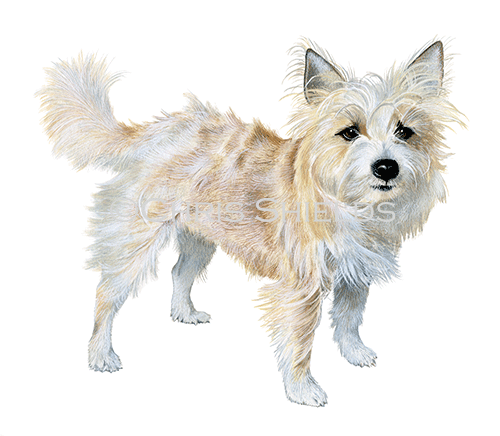 Cairn Terrier (Canis lupus familiaris) M015