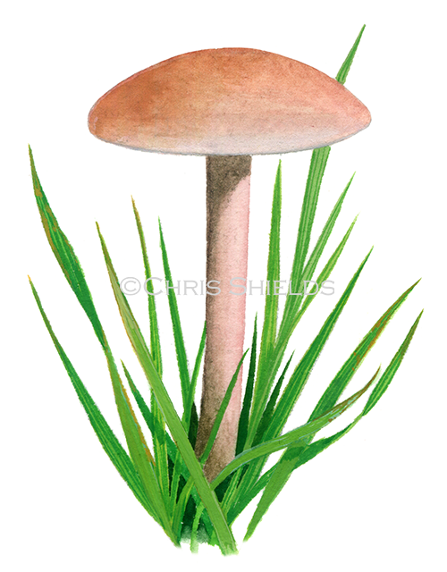 Calocybe carnea (Pink Domecap) FU035