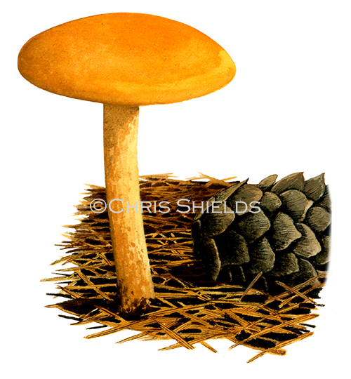 Calocybe chysenteron (Yellow Domecap) FU0357