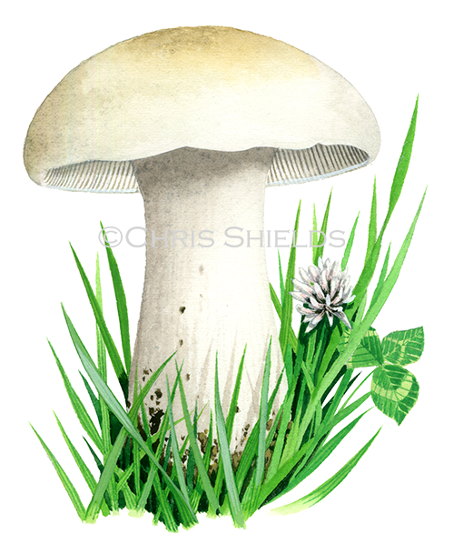 Calocybe gambosa (St Geoge