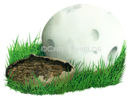 Calvatia gigantea (Giant Puffball) IN0361