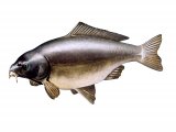 F042 - Carp - Leather (Cyprinus carpio)