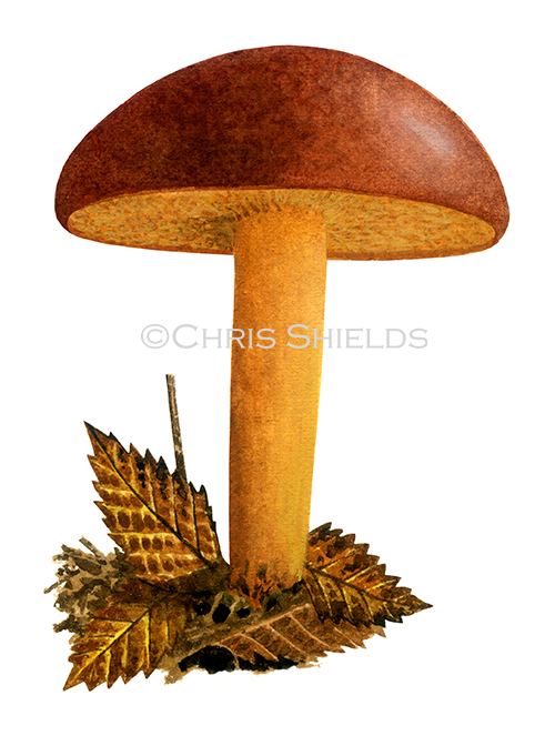 Chalciporus piperatus (Peppery Bolete) FU0103