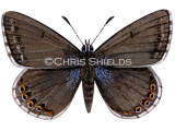 Chalk-hill Blue female (Polyommatus coridon) L016