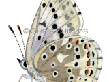 Chalk-hill) Blue male (Lysandra coridon) L023